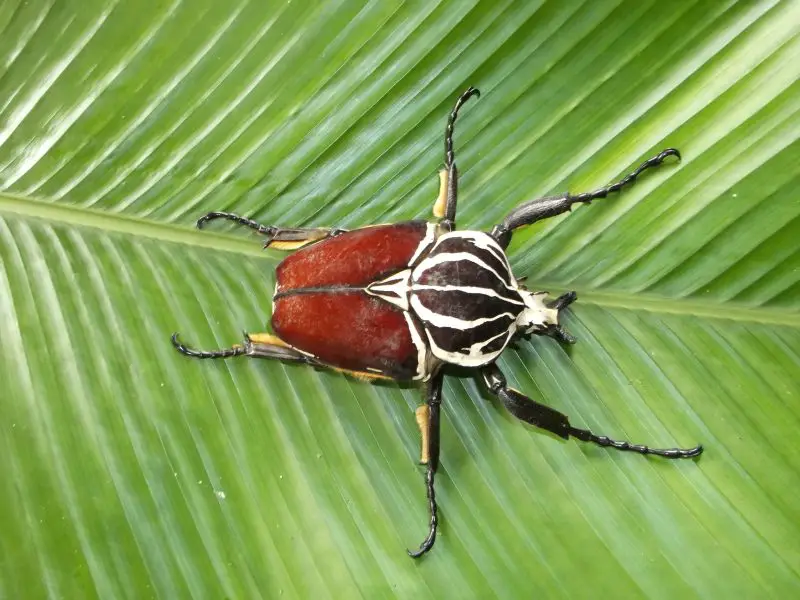 Types of Beetle Insects