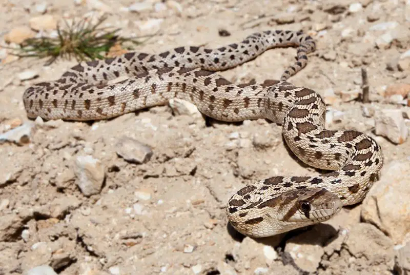 gopher-snake-1-800x536-1-1 Types of Snakes in Oklahoma