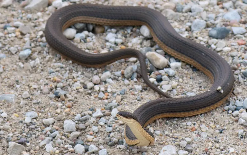 grahams-crayfish-snake-800x503-1-1 Types of Snakes in Oklahoma