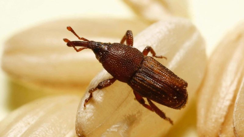 Types of Beetle Insects