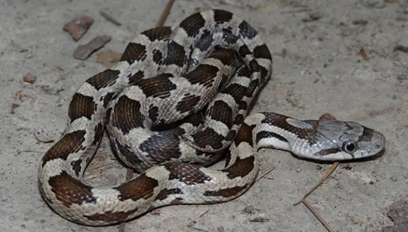 White Snakes With Black Stripes