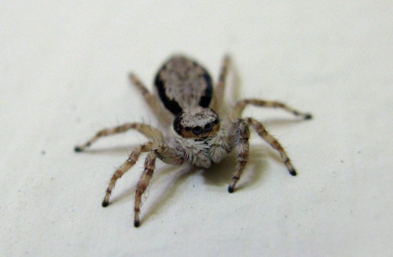 gray-wall-jumping-spider-1-800x523-1 Spiders in Arkansas