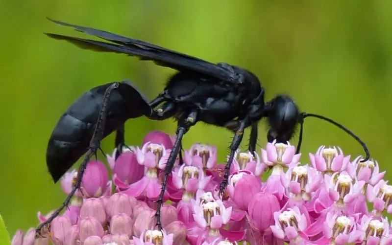 Black Wasps in Texas
