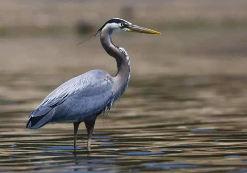 great-blue-heron-ardea-herodias-800x560-1-4 Common Birds in Georgia