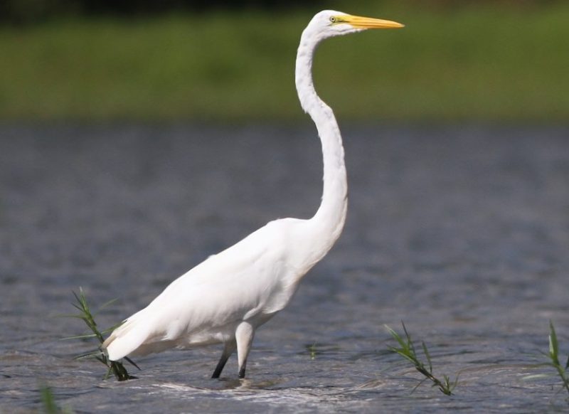 great-egrets-800x582-1-2 Common Birds in Georgia