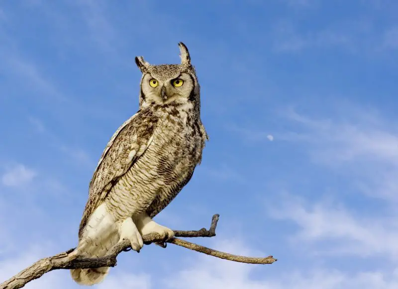great-horned-owl-bubo-virginianus-1-800x582-2-1 Types of Owls in Colorado