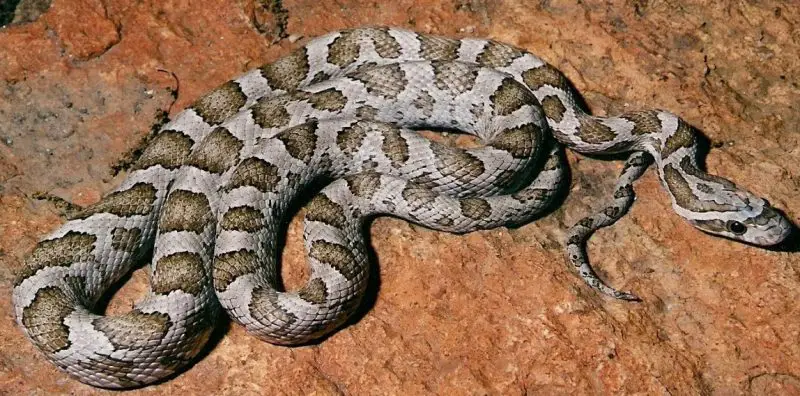 great-plains-ratsnake-800x396-1 Types of Snakes in Oklahoma