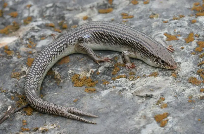 Lizards in South Carolina