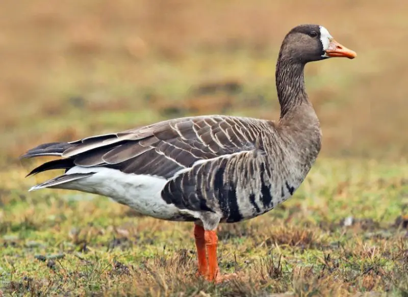 Geese in Oregon