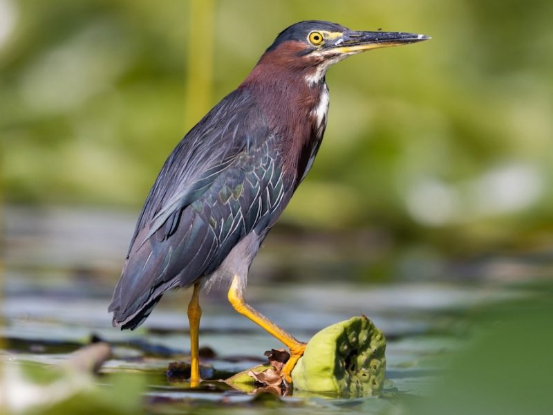 green-heron-butorides-virescens-800x600-1-3 Blue Birds in Michigan
