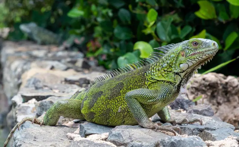 Green Lizards in Florida