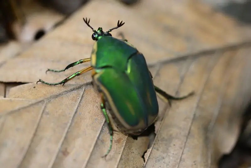 Types of Beetle Insects