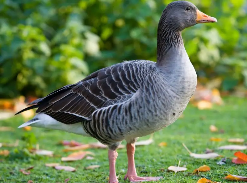 Geese in Oregon
