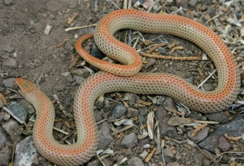 ground-snake-1-800x546-1-2 Types of Snakes in Oklahoma