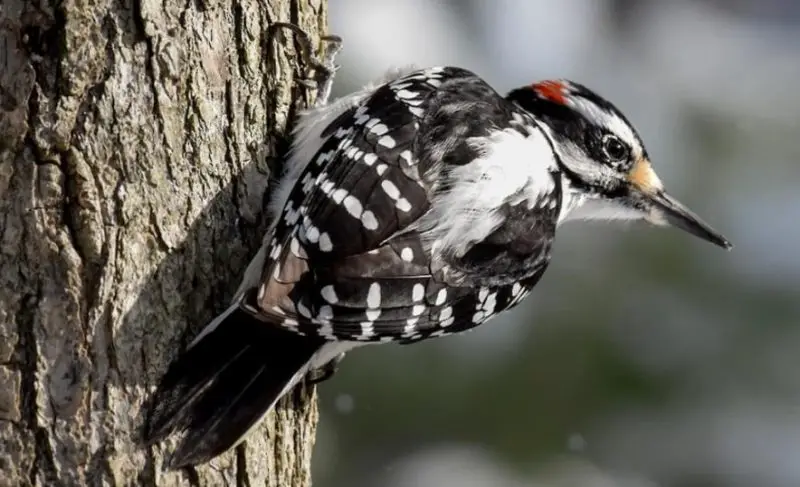 Black and White Birds in Colorado