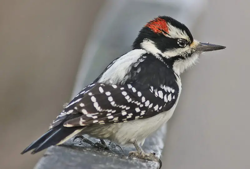 Types of Woodpeckers