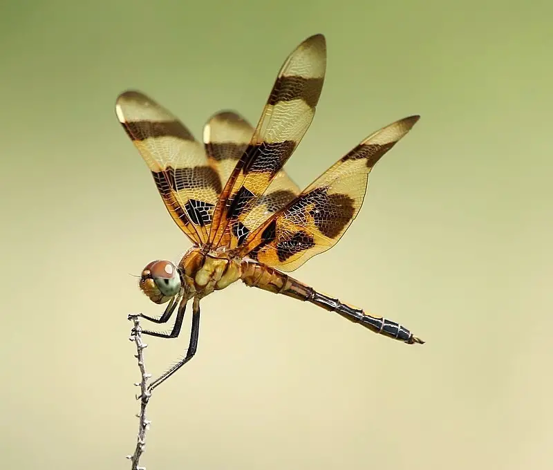 Dragonflies in Massachusetts
