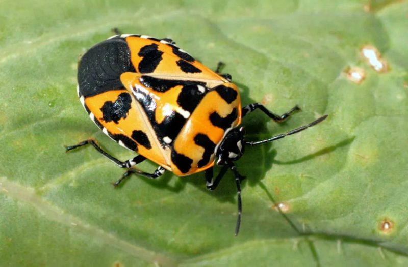 Black and Orange Bugs