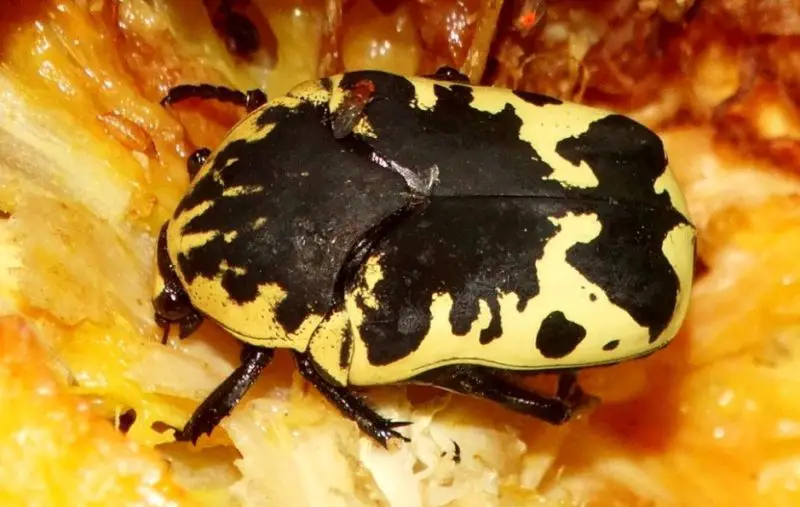 Yellow Beetles with Black Spots