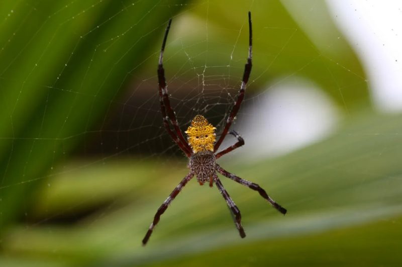 hawaiian-garden-spider-800x531-1 Spiders in Arkansas