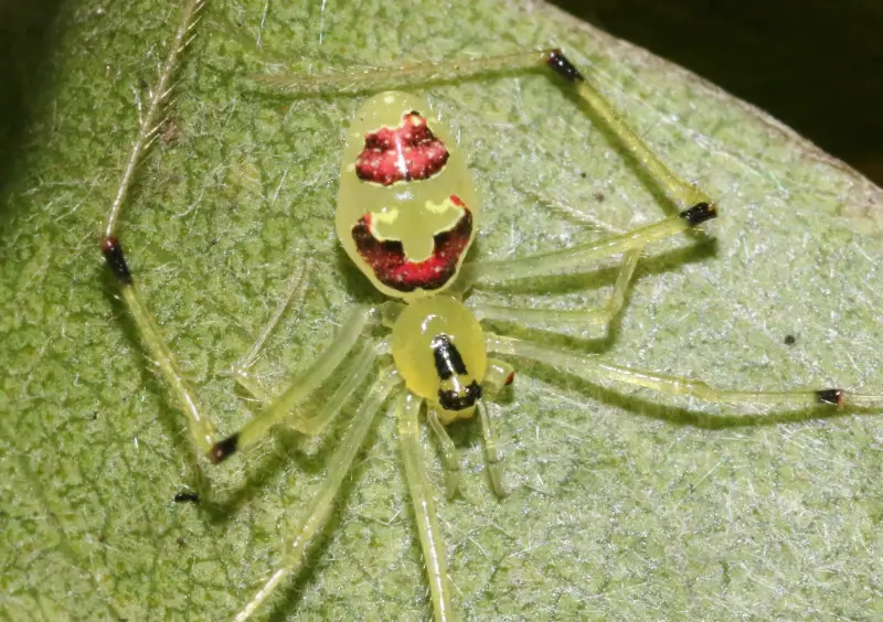 hawaiian-happyface-spider Spiders in Arkansas