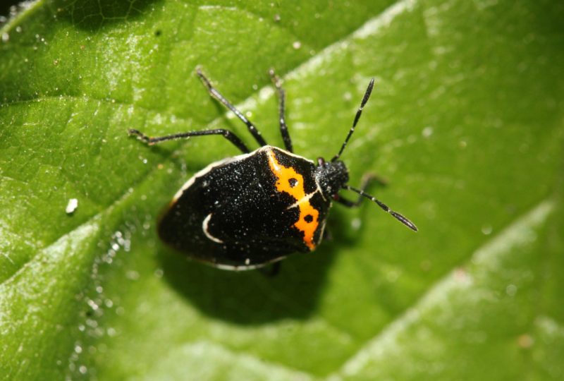 Black and Orange Bugs