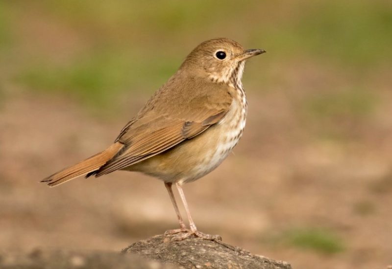 Brown Birds in Pennsylvania