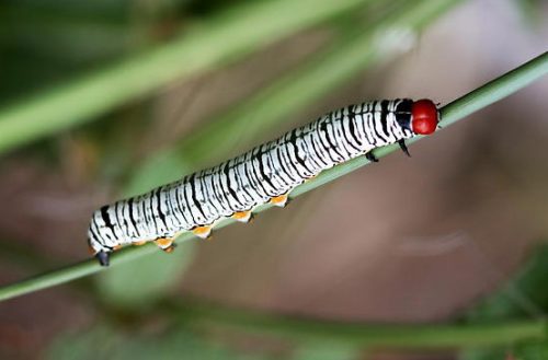 20 Types of White Caterpillars (With Pictures)
