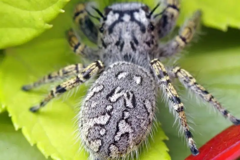 high-eyelashed-jumping-spider-800x535-1 Spiders in Oklahoma