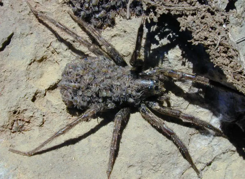 hogna-hawaiiensis-800x586-1 Spiders in Arkansas