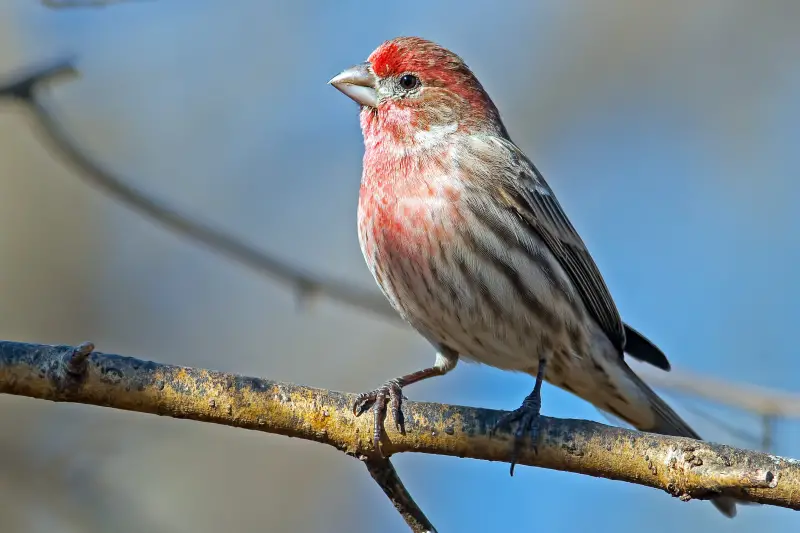 Backyard Birds in Indiana