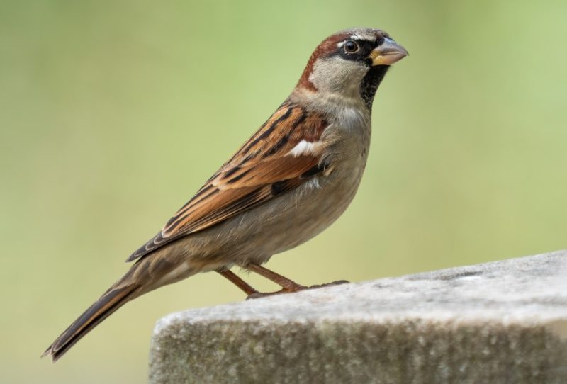 Backyard Birds in Indiana