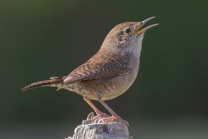 Wrens in Georgia