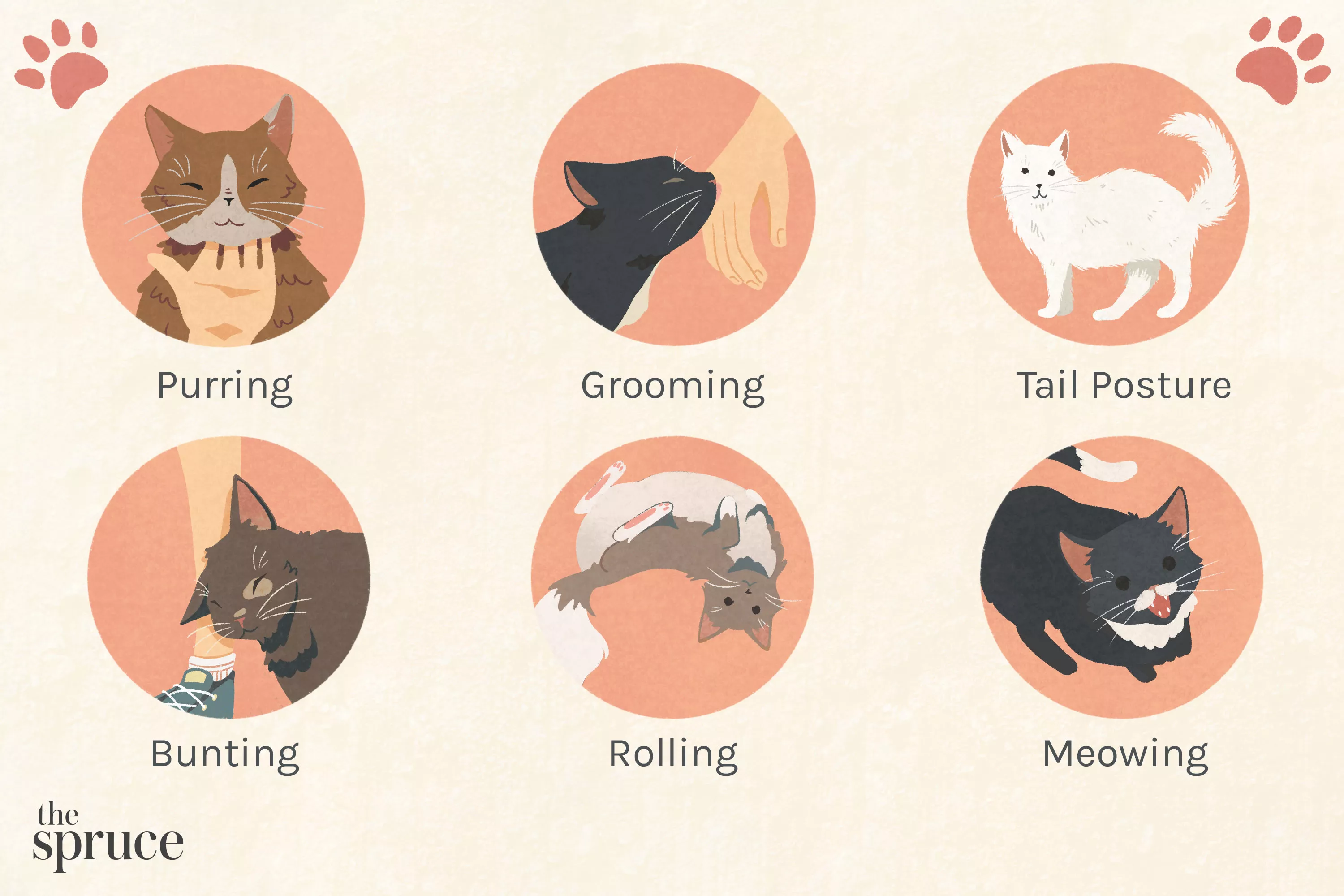 Ways Cats Display Their Love