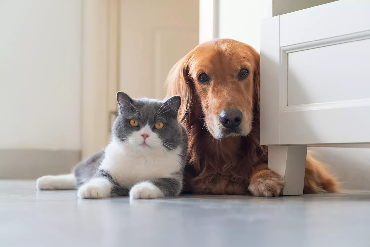 Cat and dog laying on the floor together in their home