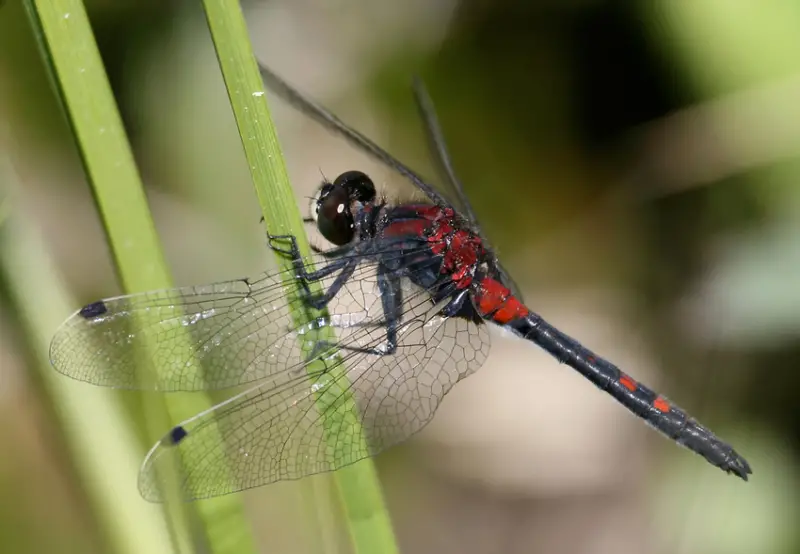 Dragonflies in Massachusetts
