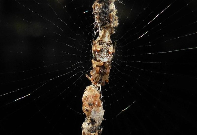 Spiders in California