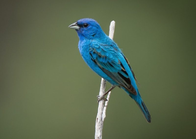 indigo-bunting-800x568-1-3 Blue Birds in Michigan