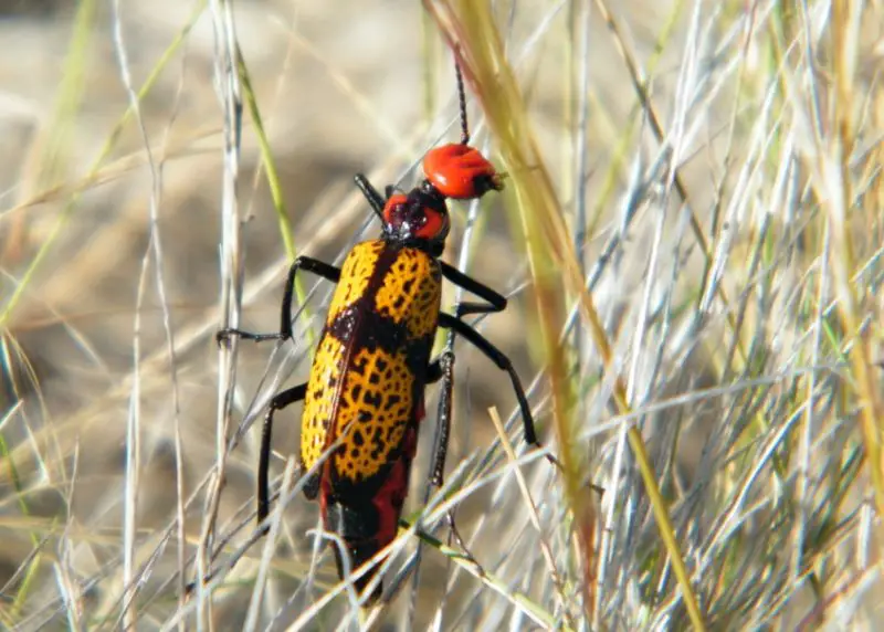 Yellow Beetles with Black Spots