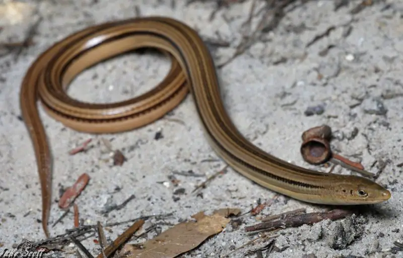 Lizards in Florida