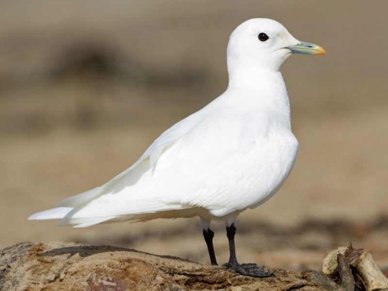 Types of Small White Birds
