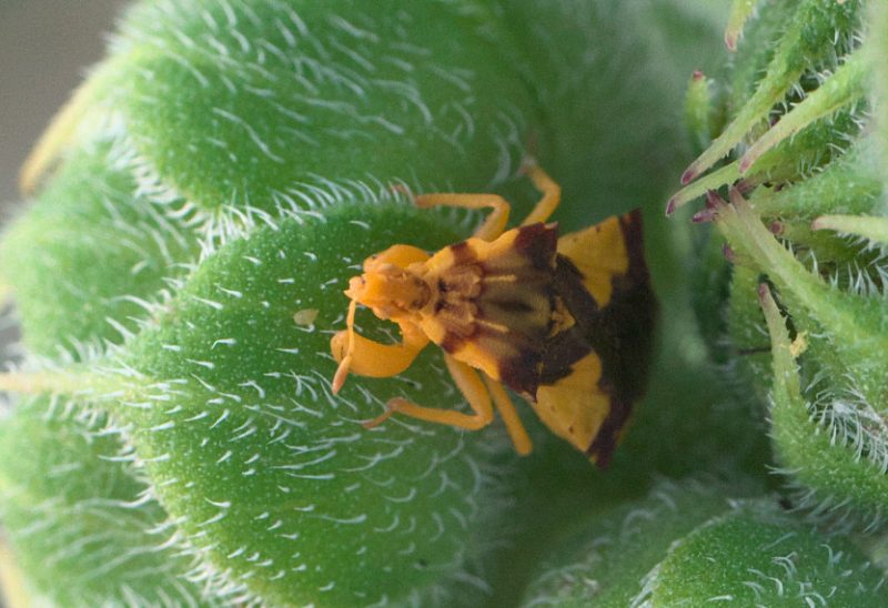 Black and Orange Bugs