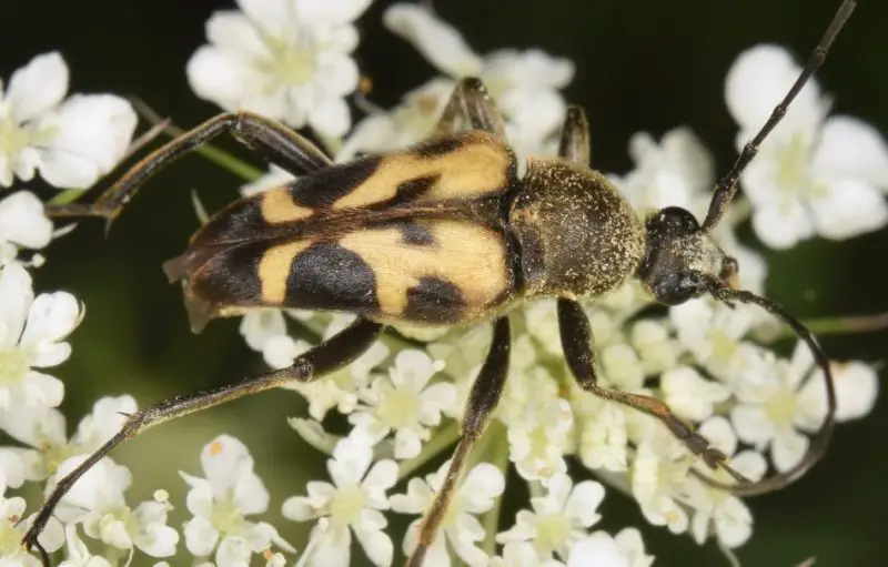 Yellow Beetles with Black Spots