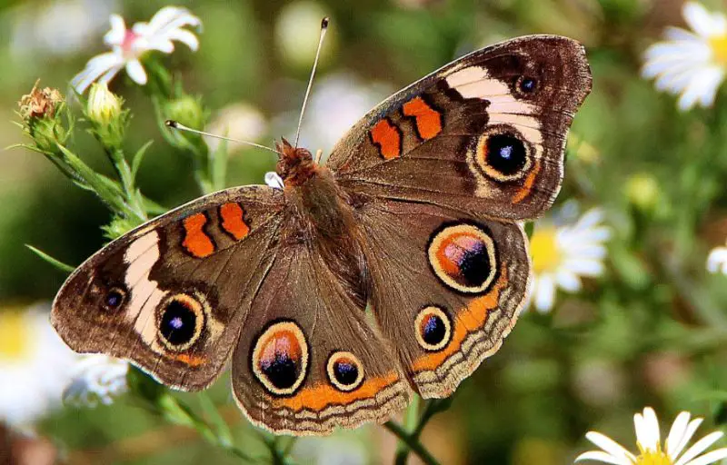 Michigan Butterflies