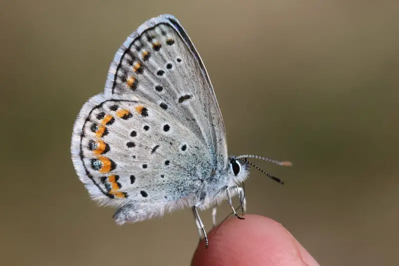 Butterflies in New York State