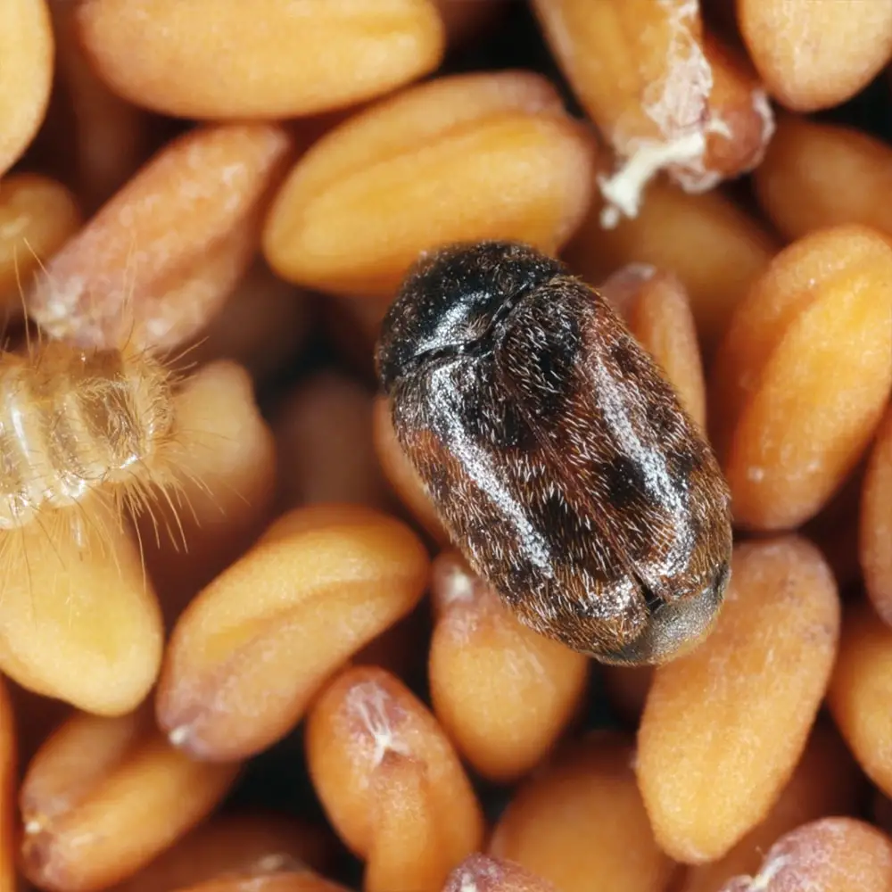 Types of Beetle Insects