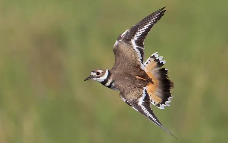 Black Birds with White Stripes on Wings