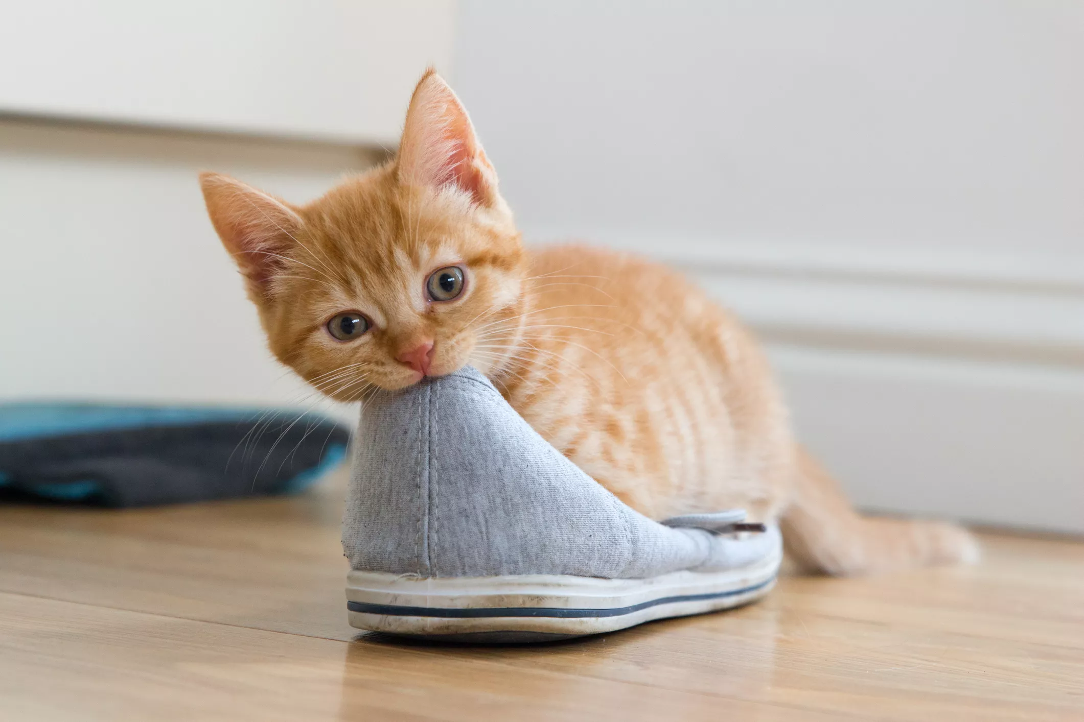 Kitten nibbling on shoe