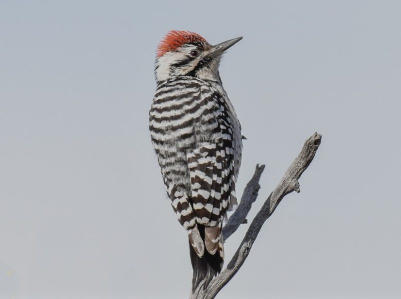 Black and White Birds in Colorado