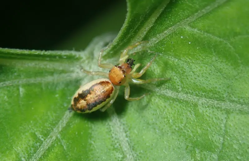 lami-beach-northern-jumping-spider-800x518-1 Spiders in Arkansas